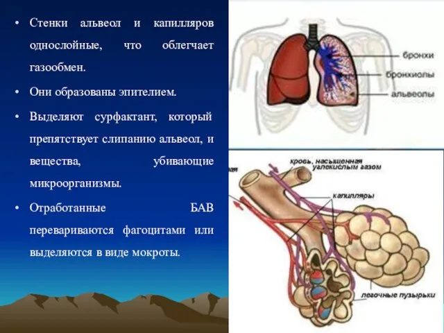 Стенки альвеол и капилляров однослойные, что облегчает газообмен. Они образованы эпителием. Выделяют