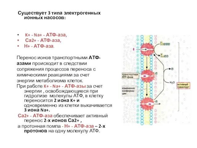 Существует 3 типа электрогенных ионных насосов: K+ - Na+ - АТФ-аза, Са2+