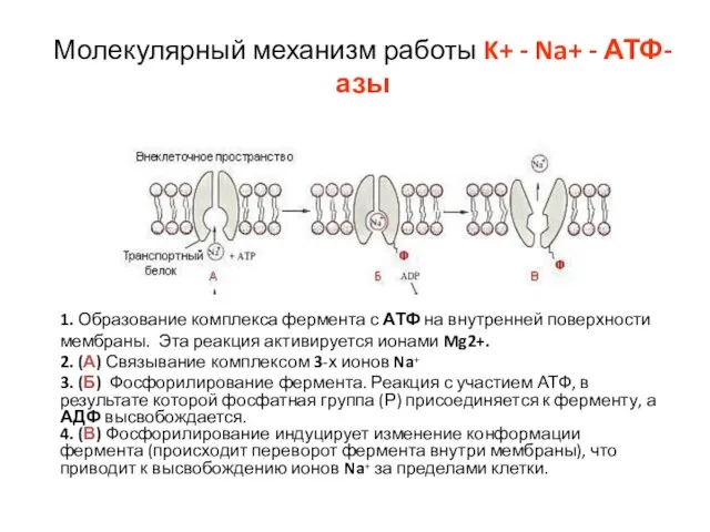 Молекулярный механизм работы K+ - Na+ - АТФ-азы 1. Образование комплекса фермента