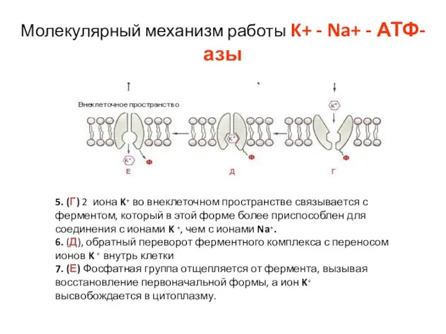 Молекулярный механизм работы K+ - Na+ - АТФ-азы 5. (Г) 2 иона