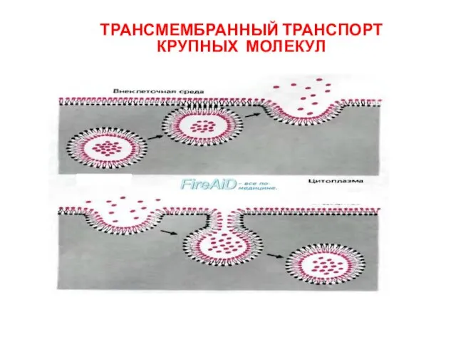 ТРАНСМЕМБРАННЫЙ ТРАНСПОРТ КРУПНЫХ МОЛЕКУЛ