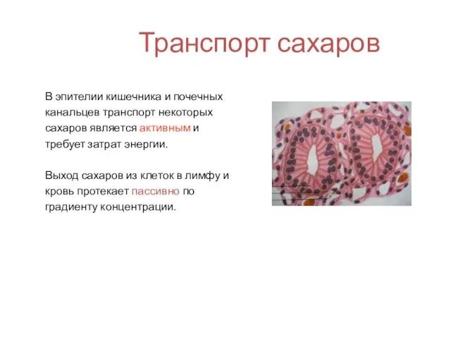 Транспорт сахаров В эпителии кишечника и почечных канальцев транспорт некоторых сахаров является