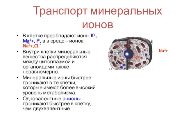 Транспорт минеральных ионов В клетке преобладают ионы К⁺, Mg²+, Р, а в