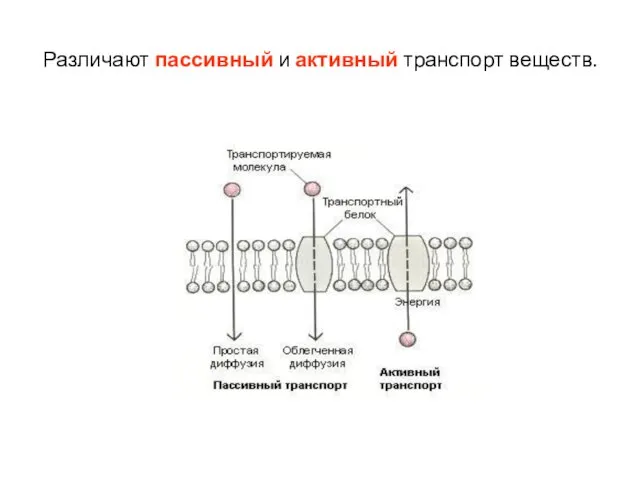 Различают пассивный и активный транспорт веществ.