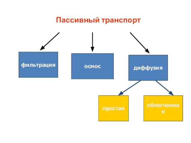 Пассивный транспорт фильтрация диффузия осмос простая облегченная