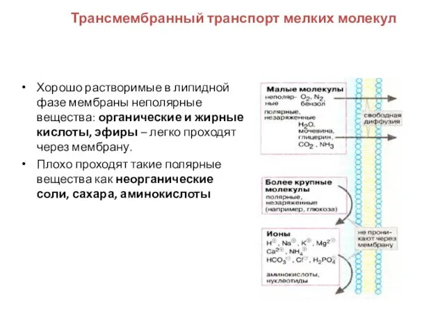 Трансмембранный транспорт мелких молекул Хорошо растворимые в липидной фазе мембраны неполярные вещества: