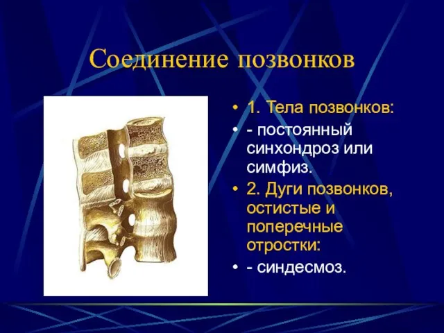 Соединение позвонков 1. Тела позвонков: - постоянный синхондроз или симфиз. 2. Дуги