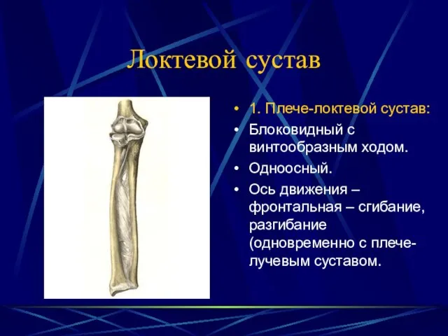 Локтевой сустав 1. Плече-локтевой сустав: Блоковидный с винтообразным ходом. Одноосный. Ось движения