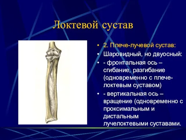 Локтевой сустав 2. Плече-лучевой сустав: Шаровидный, но двуосный: - фронтальная ось –