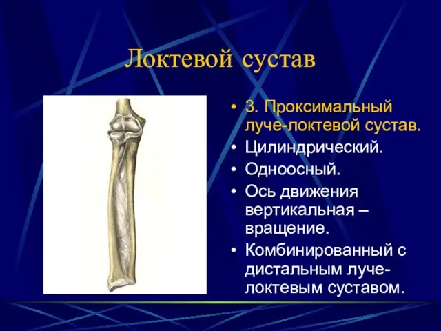 Локтевой сустав 3. Проксимальный луче-локтевой сустав. Цилиндрический. Одноосный. Ось движения вертикальная –