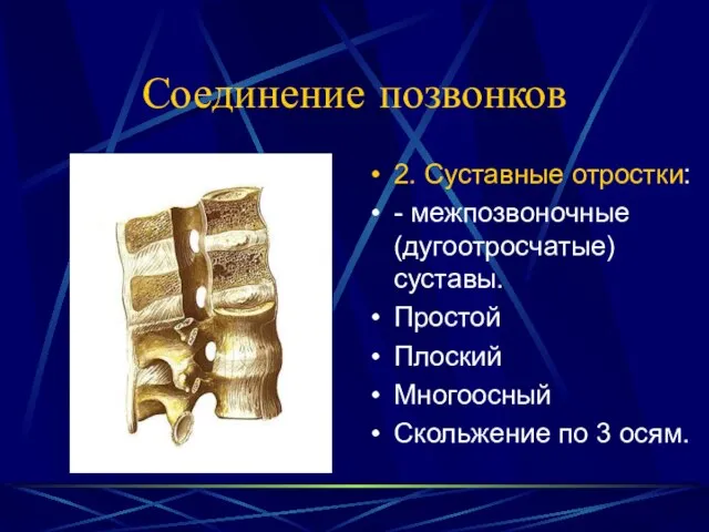 Соединение позвонков 2. Суставные отростки: - межпозвоночные (дугоотросчатые) суставы. Простой Плоский Многоосный Скольжение по 3 осям.