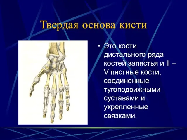 Твердая основа кисти Это кости дистального ряда костей запястья и II –