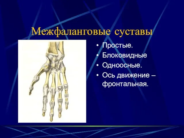 Межфаланговые суставы Простые. Блоковидные Одноосные. Ось движение – фронтальная.