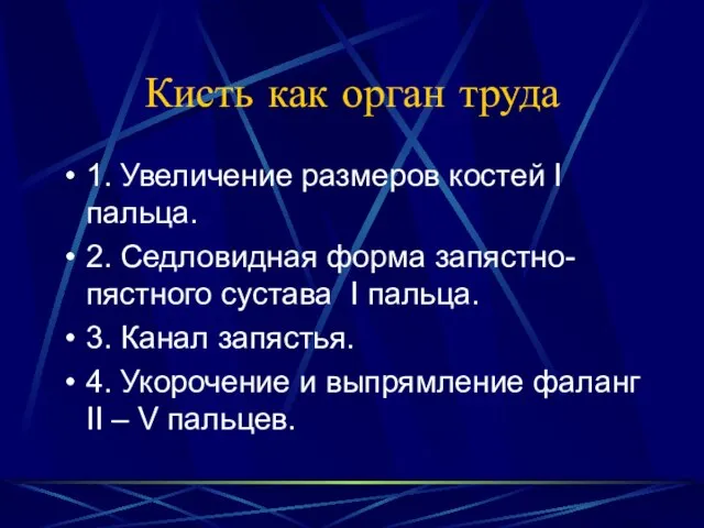 Кисть как орган труда 1. Увеличение размеров костей I пальца. 2. Седловидная