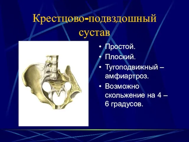 Крестцово-подвздошный сустав Простой. Плоский. Тугоподвижный – амфиартроз. Возможно скольжение на 4 – 6 градусов.