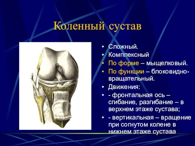 Коленный сустав Сложный. Комплексный По форме – мыщелковый. По функции – блоковидно-вращательный.