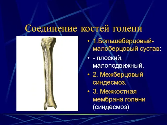 Соединение костей голени 1.Большеберцовый-малоберцовый сустав: - плоский, малоподвижный. 2. Межберцовый синдесмоз. 3. Межкостная мембрана голени (синдесмоз)