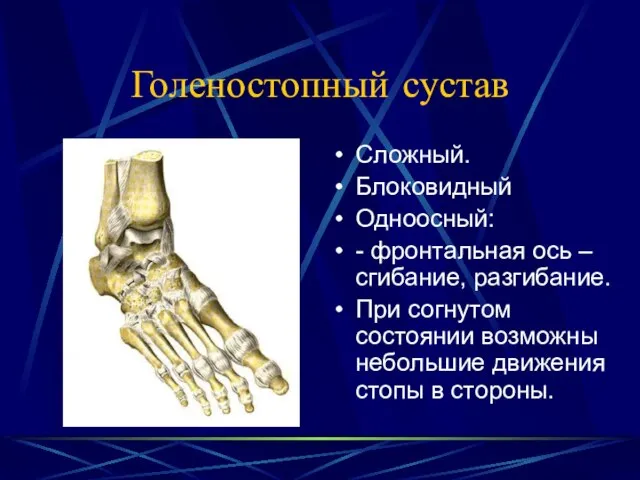 Голеностопный сустав Сложный. Блоковидный Одноосный: - фронтальная ось – сгибание, разгибание. При