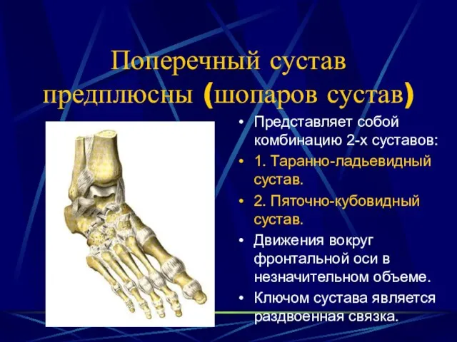 Поперечный сустав предплюсны (шопаров сустав) Представляет собой комбинацию 2-х суставов: 1. Таранно-ладьевидный