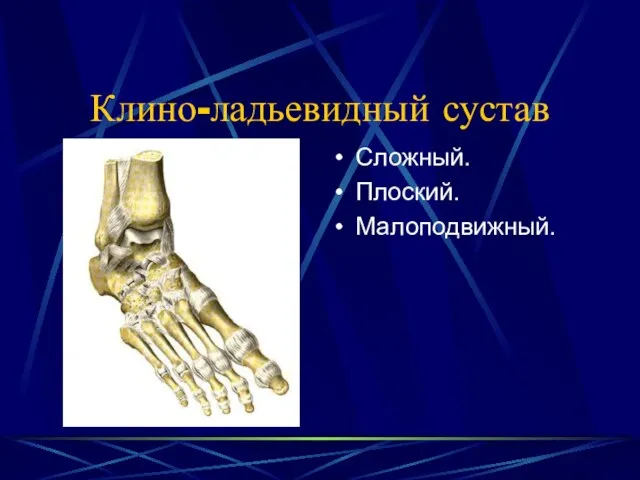 Клино-ладьевидный сустав Сложный. Плоский. Малоподвижный.