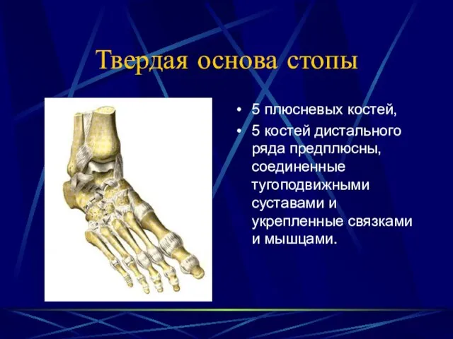 Твердая основа стопы 5 плюсневых костей, 5 костей дистального ряда предплюсны, соединенные