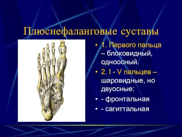 Плюснефаланговые суставы 1. Первого пальца – блоковидный, одноосный. 2. I - V