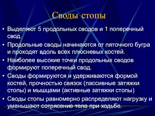 Своды стопы Выделяют 5 продольных сводов и 1 поперечный свод. Продольные своды