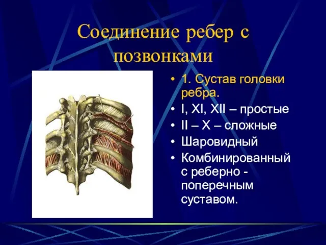 Соединение ребер с позвонками 1. Сустав головки ребра. I, XI, XII –