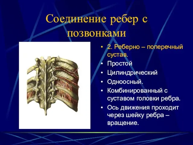 Соединение ребер с позвонками 2. Реберно – поперечный сустав. Простой Цилиндрический Одноосный.