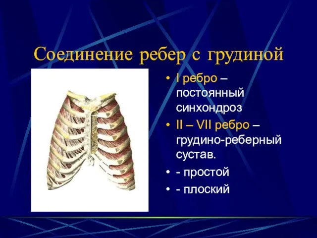 Соединение ребер с грудиной I ребро – постоянный синхондроз II – VII