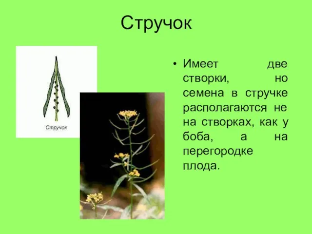 Стручок Имеет две створки, но семена в стручке располагаются не на створках,