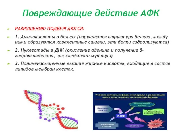 Повреждающие действие АФК РАЗРУШЕНИЮ ПОДВЕРГАЮТСЯ: 1. Аминокислоты в белках (нарушается структура белков,