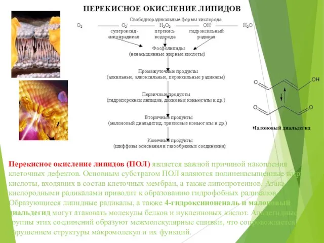 ПЕРЕКИСНОЕ ОКИСЛЕНИЕ ЛИПИДОВ Малоновый диальдегид Перекисное окисление липидов (ПОЛ) является важной причиной