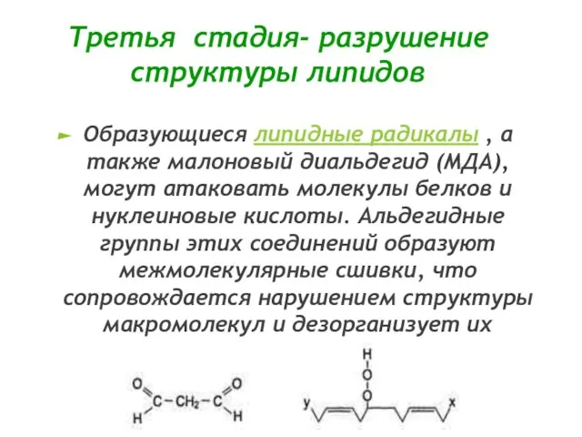 Третья стадия- разрушение структуры липидов Образующиеся липидные радикалы , а также малоновый