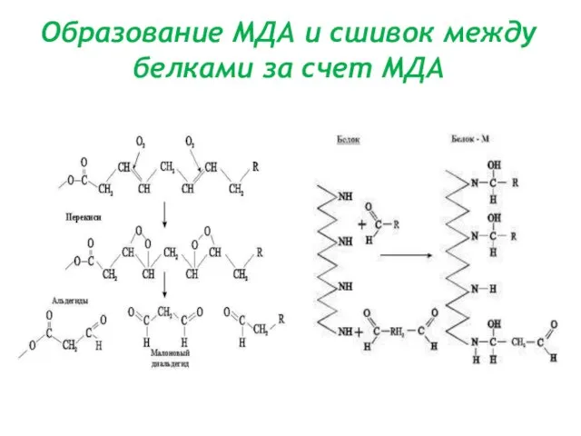 Образование МДА и сшивок между белками за счет МДА