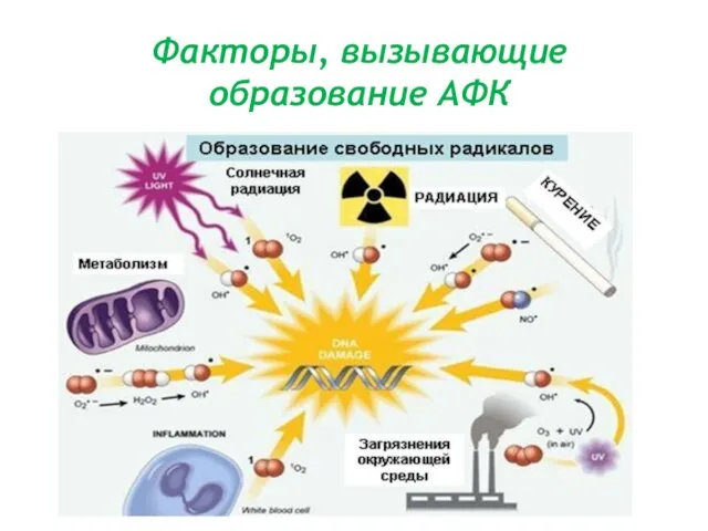 Факторы, вызывающие образование АФК