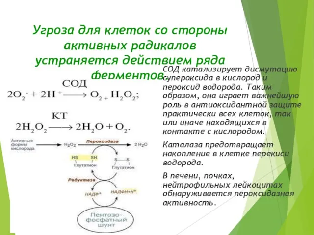 Угроза для клеток со стороны активных радикалов устраняется действием ряда ферментов. СОД