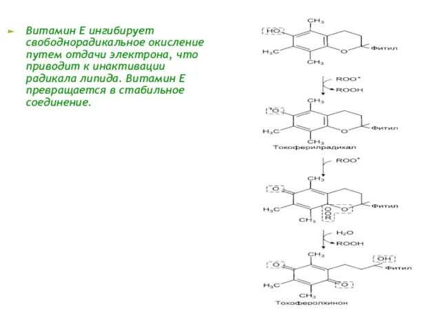 Витамин Е ингибирует свободнорадикальное окисление путем отдачи электрона, что приводит к инактивации