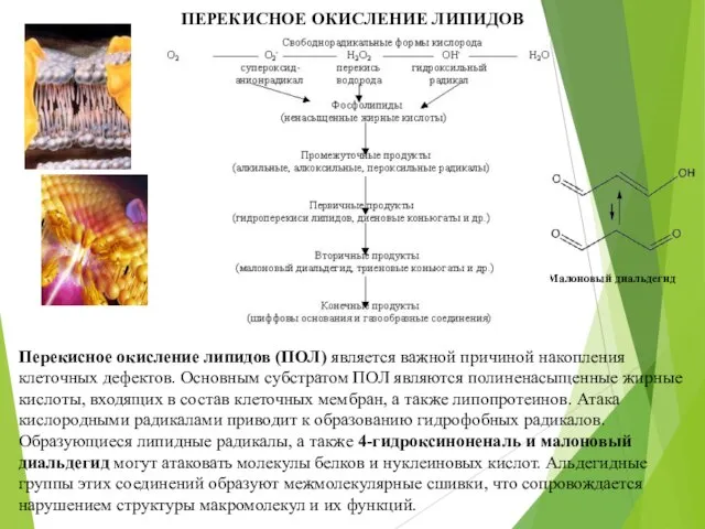 ПЕРЕКИСНОЕ ОКИСЛЕНИЕ ЛИПИДОВ Малоновый диальдегид Перекисное окисление липидов (ПОЛ) является важной причиной