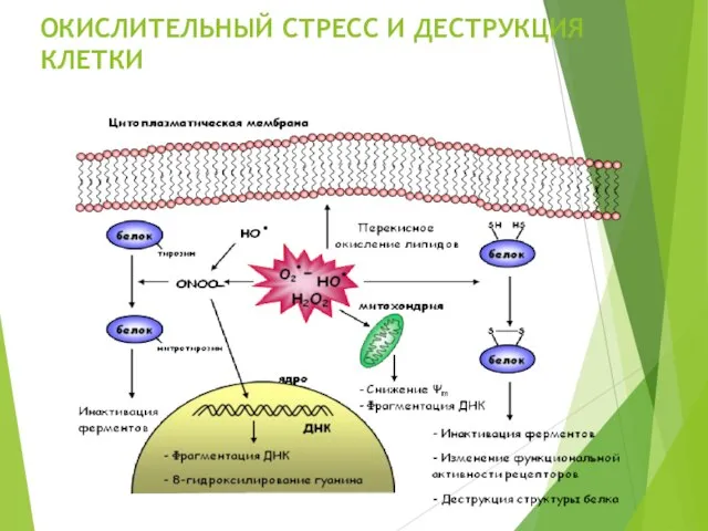 ОКИСЛИТЕЛЬНЫЙ СТРЕСС И ДЕСТРУКЦИЯ КЛЕТКИ