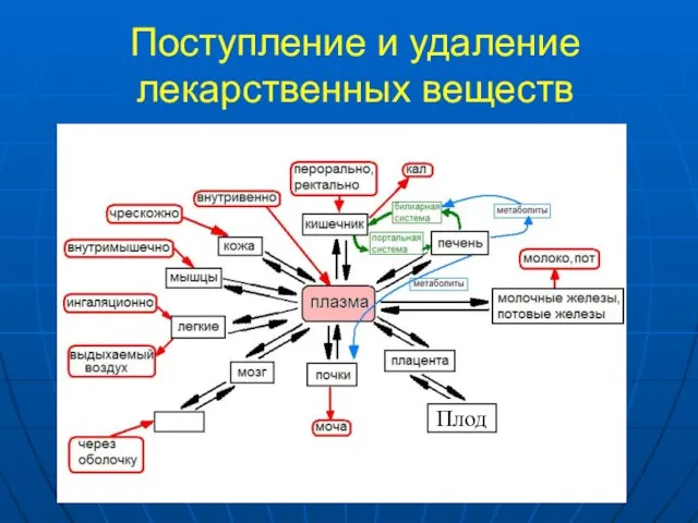 Поступление и удаление лекарственных веществ Плод