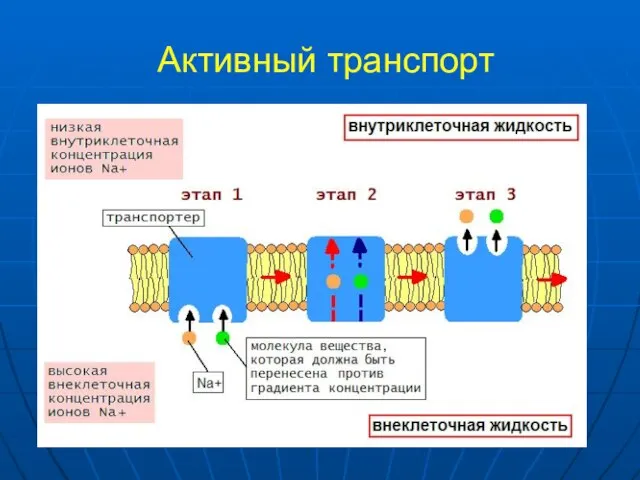 Активный транспорт