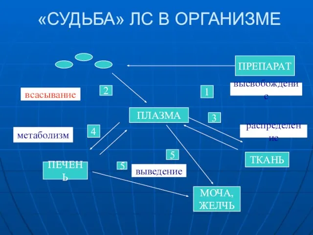 «СУДЬБА» ЛС В ОРГАНИЗМЕ ПРЕПАРАТ ПЛАЗМА ТКАНЬ МОЧА, ЖЕЛЧЬ ПЕЧЕНЬ высвобождение 4