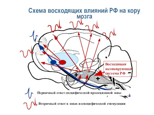 Схема восходящих влияний РФ на кору мозга Первичный ответ специфической проекционной зоны