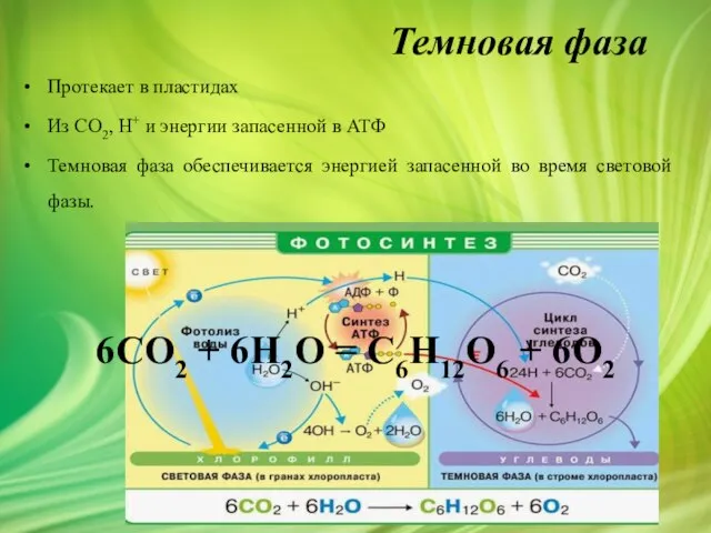 Темновая фаза Протекает в пластидах Из СО2, H+ и энергии запасенной в