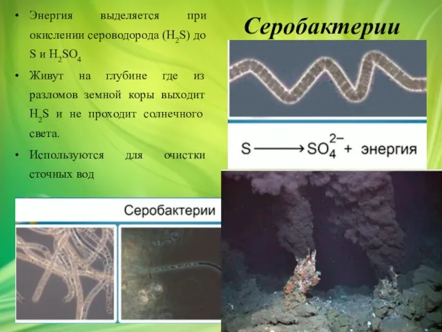 Серобактерии Энергия выделяется при окислении сероводорода (H2S) до S и H2SO4 Живут