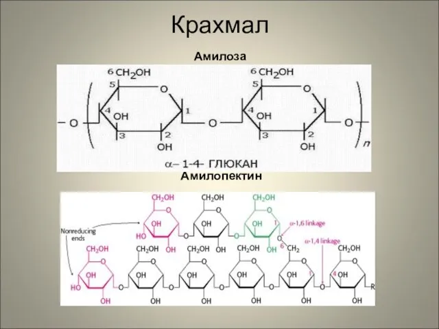 Крахмал Амилоза Амилопектин