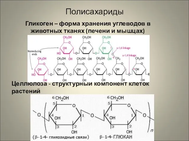 Полисахариды Гликоген – форма хранения углеводов в животных тканях (печени и мышцах)