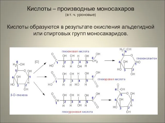 Кислоты – производные моносахаров (в т. ч. уроновые) Кислоты образуются в результате