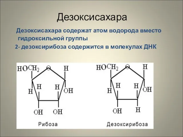 Дезоксисахара Дезоксисахара содержат атом водорода вместо гидроксильной группы 2- дезоксирибоза содержится в молекулах ДНК